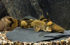 Black-Banded Catfish — 13